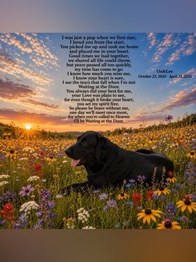Tribute to OakLee - Our Sweet and Energetic Labrador Retriever
